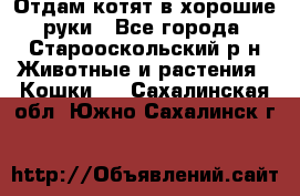 Отдам котят в хорошие руки - Все города, Старооскольский р-н Животные и растения » Кошки   . Сахалинская обл.,Южно-Сахалинск г.